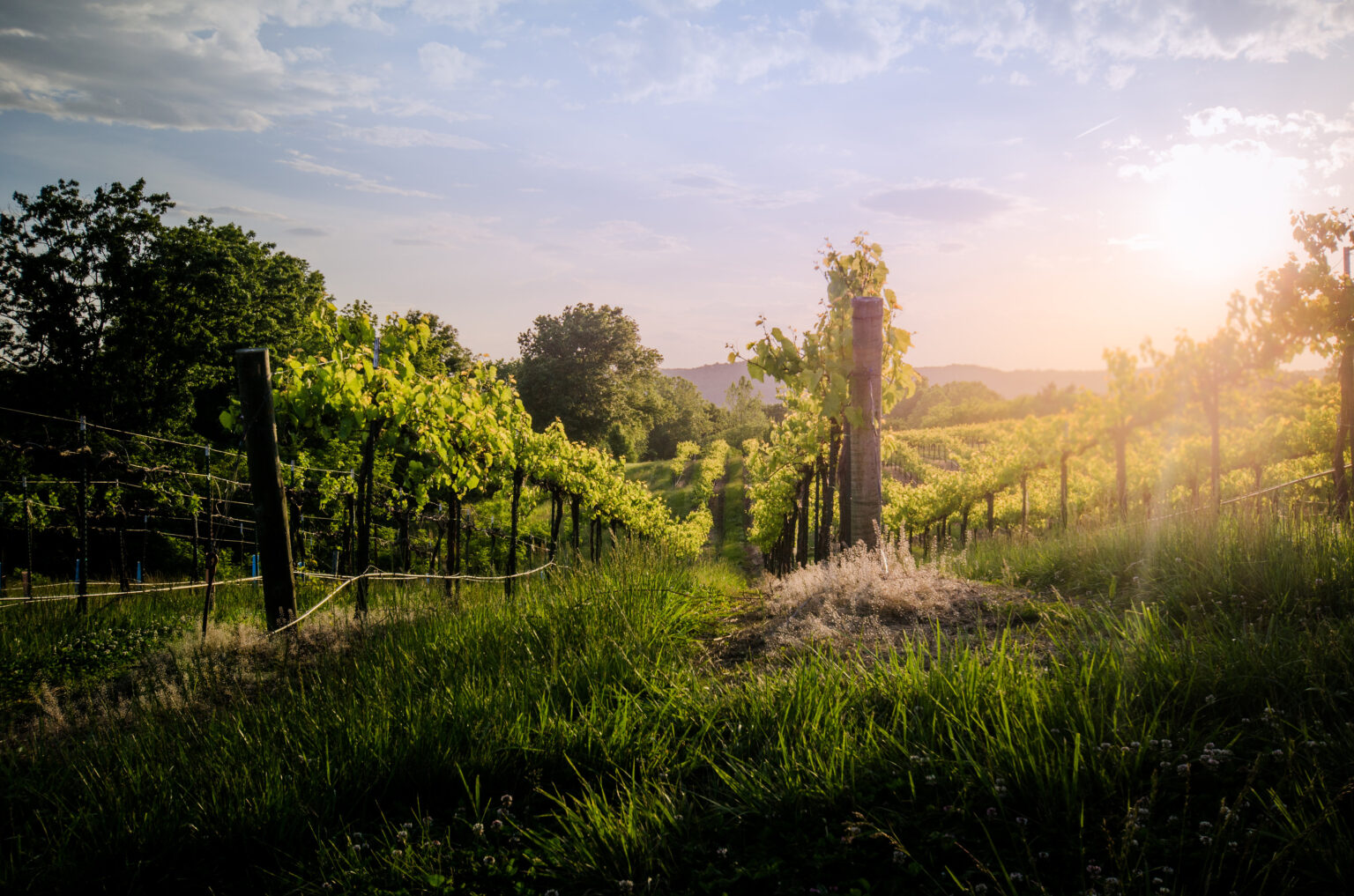 Augusta Wine Co Vineyards