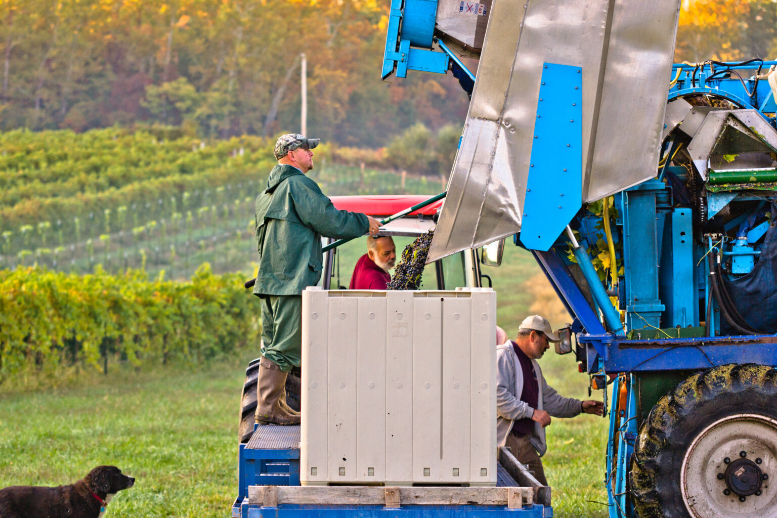 three men working in a vineyard with a tractor and other farming equipment