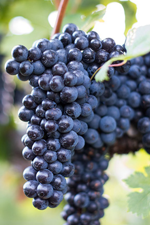 norton grapes